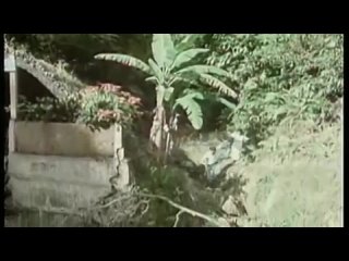 desires in the tropics (1979)-sinemavizyon.org