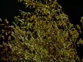 virgin forest (1978)